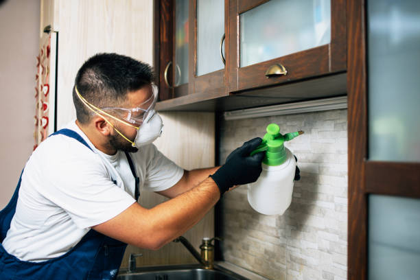 Best Wasp Removal Services  in Marlboro Meadows, MD